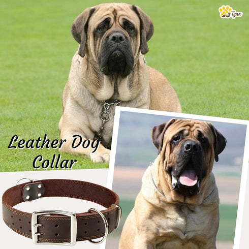 ADITYNA Big Leather Dog Collar, XXL for Giant Breeds like Mastiff (Fit 30" - 36" Neck, Brown)