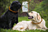 Baltic Amber Dog & Cat Collar with Adjustable Leather Strap - Raw Knotted Amber Beads for Dogs & Cats (40-45cm)