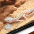SLSON 100 ct Small Gecko Food and Water Cups, 0.5 oz Plastic Feeder Bowls for Crested Gecko Lizard & Small Pets