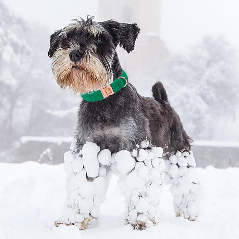 MR. CHUBBYFACE Winter Dog Collar, Adjustable Christmas Pet Collar for Small Medium Large Dogs (Green)