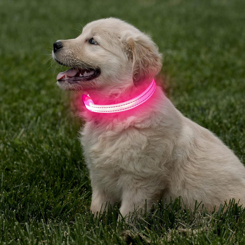 Light Up Collar for Small Dogs & Cats - Reflective LED Dog Collar for Nighttime Walking (Pink)