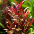 Generic 3xAlternanthera Lilacina Plants, Live Aquarium Plant | Deep Purple & Red Aquatic Stem Plant for Stunning