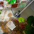2pcs Set (5x4.5cm 7x6.5cm) Beaupretty Extendable Shrimp Separation Net with Fine Mesh for Aquarium and Fish Tank, Small