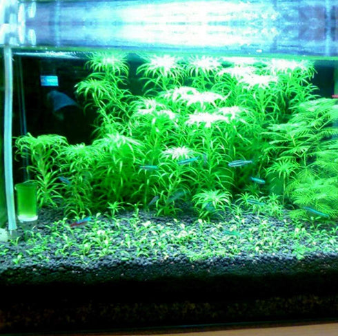 2 LB Freshwater Planted Aquarium Substrate - Aquatic Plant Cultivation Medium