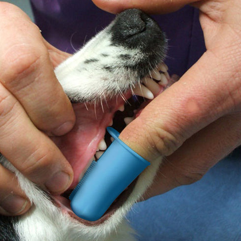 Pet Republique 3.5 oz 3 1 Enzymatic Dog Toothpaste Kit with Finger Toothbrushes Cats and Dogs Dental Cleaning Kit
