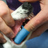 Pet Republique 3.5 oz 3 1 Enzymatic Dog Toothpaste Kit with Finger Toothbrushes Cats and Dogs Dental Cleaning Kit