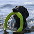 LaRoo Dog Toys for Aggressive Chewers, Floatable Dog Flying Disc, Interactive Tug Toy, Dog Ring Toy, Funny Teething Toys