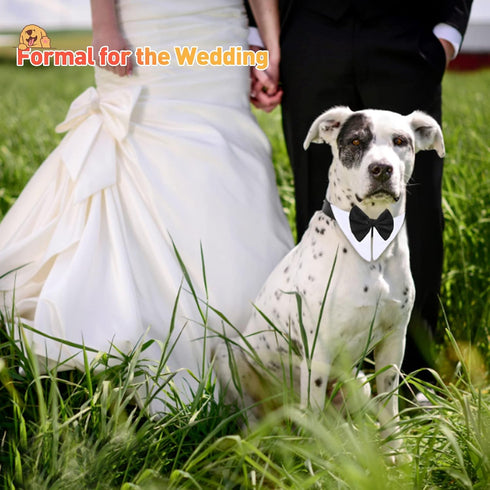 Formal Pet Bowtie Collar, 1 Piece Adjustable White Tuxedo Bow Tie and Collar for Cats Dogs, Neck Girth 21.97-25"