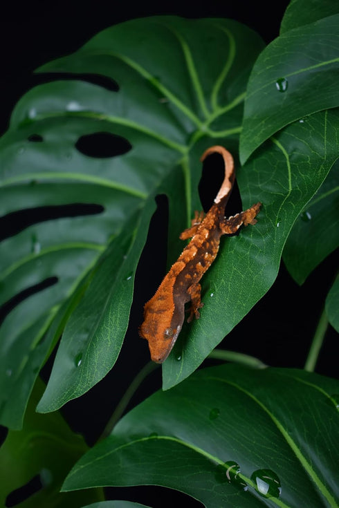 21" 8" 7.25" Komodo Reptile Terrarium Monstera Leaf Plant with Weighted Base | Extra Large Realistic Artificial Plant