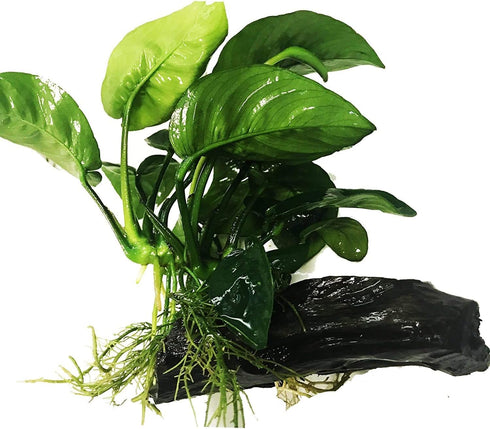 (Anubias Barteri Butterfly) Anubias, Java Fern, Moss and More! Freshwater Live Aquarium