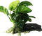 (Anubias Barteri Butterfly) Anubias, Java Fern, Moss and More! Freshwater Live Aquarium