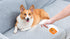 Wags & Wiggles No Marking Deterrent Training Spray for Dogs, Indoor Pee Repellent & Behavior Aid