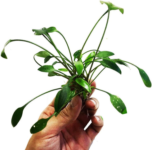 PLANTEREST Cryptocoryne Lutea Potted Tropical Easy Live Aquarium Plants Decorations for Fish Tank