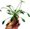 PLANTEREST Cryptocoryne Lutea Potted Tropical Easy Live Aquarium Plants Decorations for Fish Tank