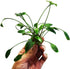 PLANTEREST Cryptocoryne Lutea Potted Tropical Easy Live Aquarium Plants Decorations for Fish Tank