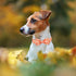 Fall Boy Dog Collar Bow Tie,Orange Maple Leafs Rugby Dog Collar with Safety Metal Buckle Adjustable Thick Puppy Collars for Small Medium Large Dog,Large, Neck 16"-24"