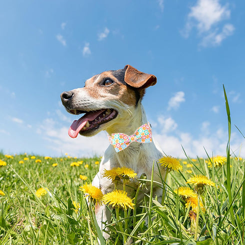 Dog Collar for Spring and Summer, Cotton Adjustable Collar with Bow and Safety Metal Buckle, M