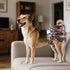 3 Pack QBD21XL CuteBone Female Dog Diapers with Skirts Reusable Puppy Dresses Pants for Heat Cycle Period