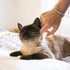 Pettsie Cat Collar, Breakaway Safety and Friendship Bracelet, Adjustable 7.5-11.5 Inches, Red