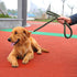 Dog Collar and Leash Set - Heavy Duty 4 FT Nylon Braided Rope for Small Medium Large Dogs, Strong Training