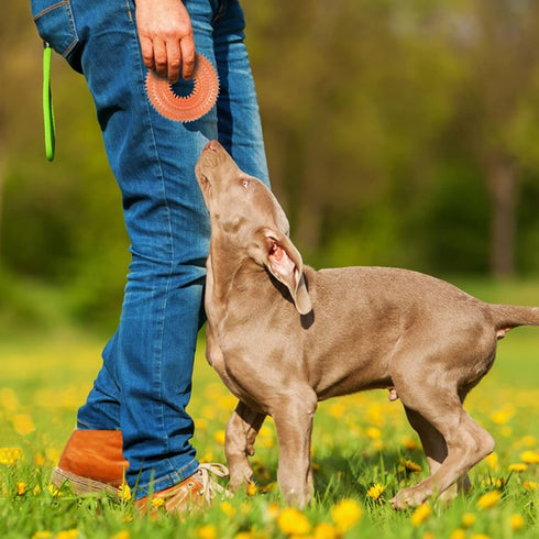 Andiker Squeaky Dog Toy, TPR Chewable Dog Toys for Teeth Grinding & Cleaning, Suitable for All Dog Sizes (Small Orange)