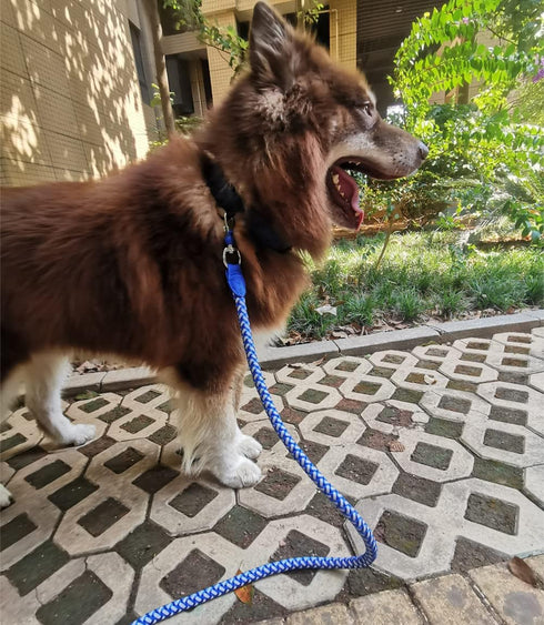 Reflective Dog Leash - Heavy Duty Nylon Braided Rope for Small Medium Large Dogs, Available in 2ft 3ft 4ft 6ft 10ft
