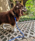 Reflective Dog Leash - Heavy Duty Nylon Braided Rope for Small Medium Large Dogs, Available in 2ft 3ft 4ft 6ft 10ft