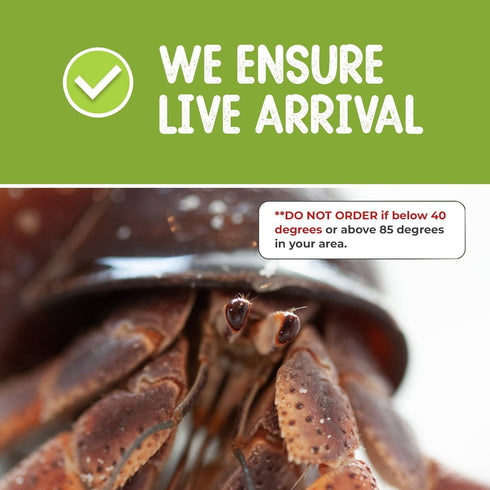 Store 2 Now+4oz 2 Nature Gift Live Hermit Crabs Shipped Hermit Crab Food: Land Crabs with Extra Shells
