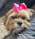 Pet Supply 200 Pack Tiny Rubber Bands for Dog Hair Ties, 3/8" Ivory Rubber Bands for Grooming, Bows, Braids
