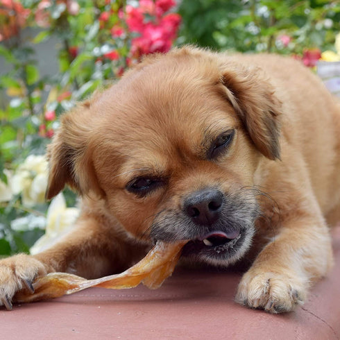 Nature Gnaws Beef Tendons for Dogs - 7-11" (12 Count), Long Lasting Natural Jerky Chew Bones, Rawhide Free