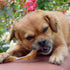 Nature Gnaws Beef Tendons for Dogs - 7-11" (12 Count), Long Lasting Natural Jerky Chew Bones, Rawhide Free