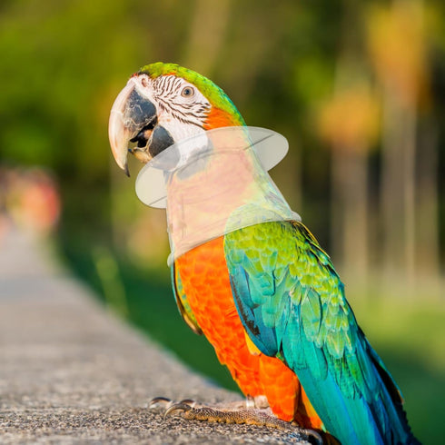 POPETPOP Bird Collar Pet Parrot - Bite Collar, Grab Feather Lick Wound Healing Safety Practical Neck Cover for Macaw