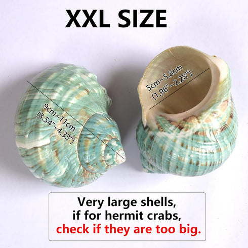 iao.v.p 2pcs 1.9-2.2" Decoration(2pcs Large Hermit Crab Shells, XXL Size Opening Big Hermit Crab Shells, Natural Sea