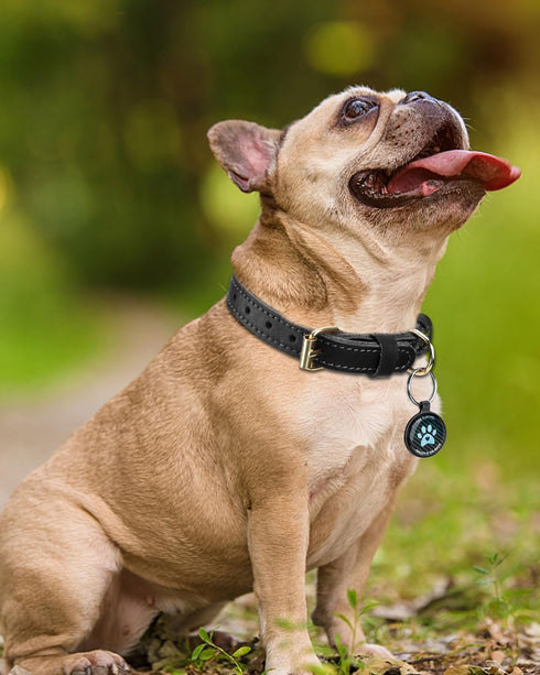 Joytale Genuine Heavy Duty Leather Dog Collars for Small Dogs, Soft Metal Buckle, QR ID Tag, Black, S