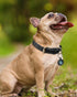 Joytale Genuine Heavy Duty Leather Dog Collars for Small Dogs, Soft Metal Buckle, QR ID Tag, Black, S