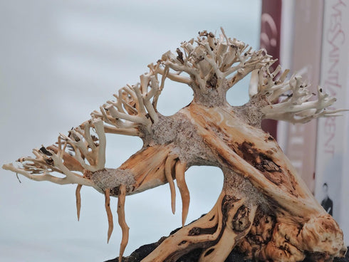 10 Azil Aquascape Bonsai Driftwood Tree Premium Natural Aquarium Decor for Fish Tanks, Freshwater Aquariums, Hardscape