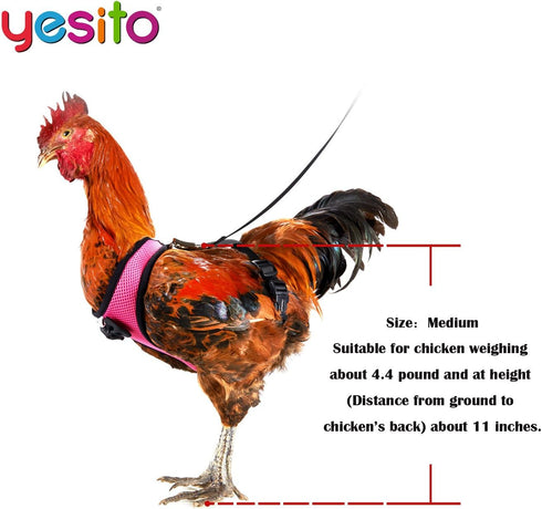 Chicken Harness Hen Size with 6-foot Matching Belt, Comfortable and Breathable, Suitable for Chickens, Green