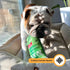 Felix & Fido Funny Dog Toys - Potato Chip Bag Plush Squeaker for Small & Medium Dogs - Spicy Bark