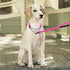 Martingale Dog Collar with Reflective Stainless Steel Chain, Adjustable for Medium Large Dogs (M, Hot Pink Set)
