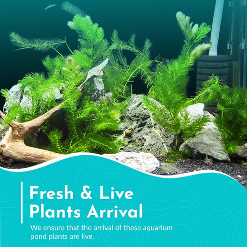 Live Fish Aquarium Plants - Hornwort Coontail - Floating or Rooted, Excellent Oxygenator, Perfect for Ponds