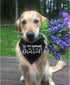 My Humans are Getting Married Dog Bandana Collar, Engagement Gift, Wedding Photo Prop, Pet Accessories (Small, Black)