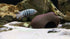 Cichlid Stone Decoration, Plecoceramics Aquarium Cave for Betta, Small Fish - Fish Tank Hideaway Decor (Stone Small)