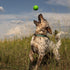 Hound2O Squeaky Fetch Ball Dog Chew Toys, Green - Tough, Engaging, Interactive Toys for All Breeds, Durable Non-Toxic