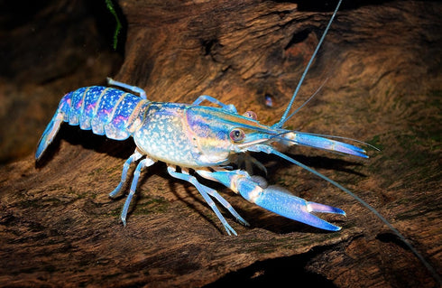AQUATICBLENDEDFOODS A109 6oz) Super Freshwater Shrimp Food,Calcium,Spirulina,Crayfish & Snail Mix,Cherry Shrimp,Bottom