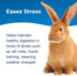 Pet-Ag Zoologic Bene-Bac Plus Mammal Gel, 30 gm Syringe, FOS & Probiotics for Dogs, Cats, Exotic Mammals