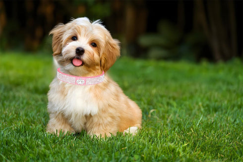 Crown Bling Small Dog Collar for Female Dogs, Cute Rhinestone Dazzling Crystal Diamond for XXS XS Small Medium Large