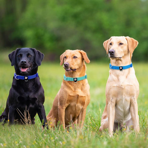 azuza 3 Pack Adjustable Nylon Dog Collars for Small Dogs, S (11-16 inch) - Green, Blue, Royal Blue