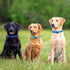 azuza 3 Pack Adjustable Nylon Dog Collars for Small Dogs, S (11-16 inch) - Green, Blue, Royal Blue