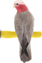 Sweet Feet and Beak Comfort Grip Safety Perch for Bird Cages -