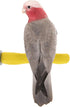 Sweet Feet and Beak Comfort Grip Safety Perch for Bird Cages -